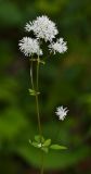 Thalictrum tuberiferum. Соцветие. Приморский край, окр. г. Находка, в липово-дубовом лесу. 04.07.2016.