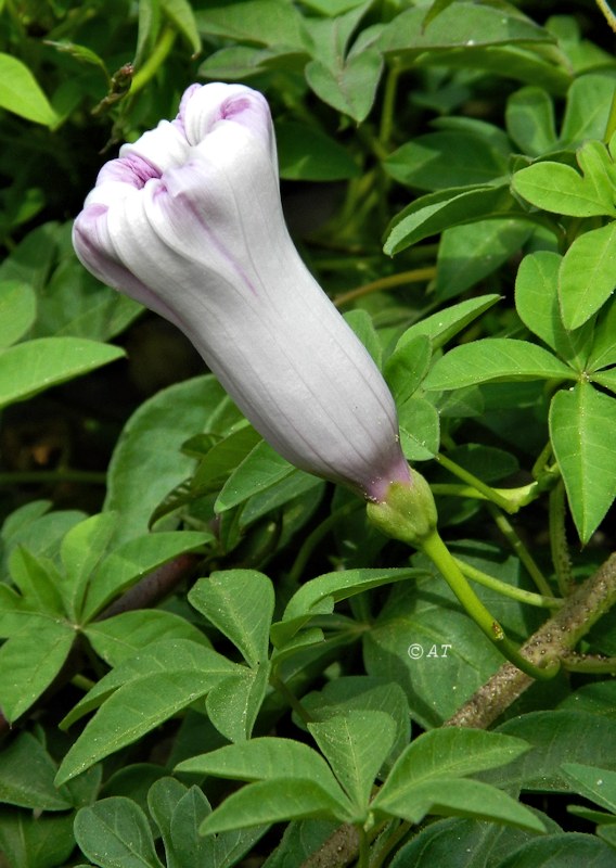 Image of Ipomoea cairica specimen.