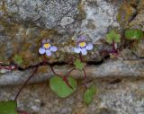 Cymbalaria muralis