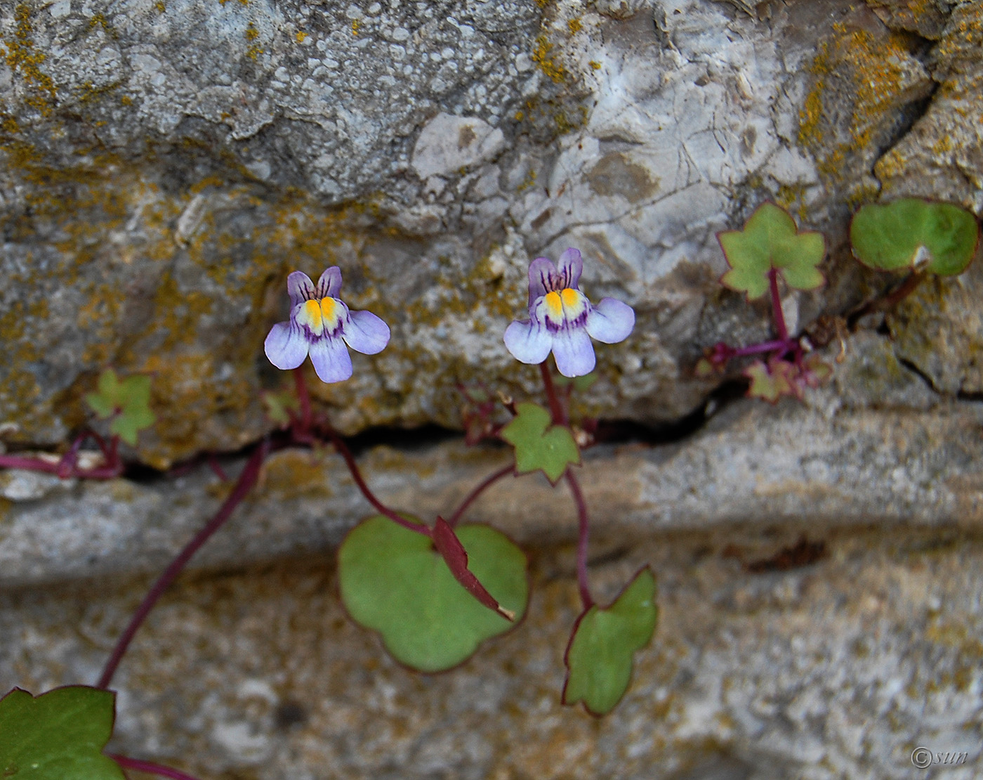 Изображение особи Cymbalaria muralis.