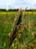 Anthoxanthum odoratum
