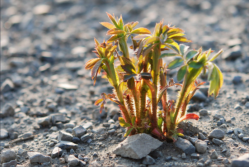 Image of Rosa acicularis specimen.