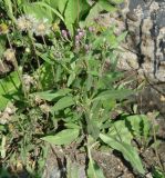 Saussurea amara. Растение с нераскрывшимися соцветиями (рядом плодоносящий Taraxacum). Иркутск, в трещине у парапета на старом мосту через р. Ангара. 08.08.2016.