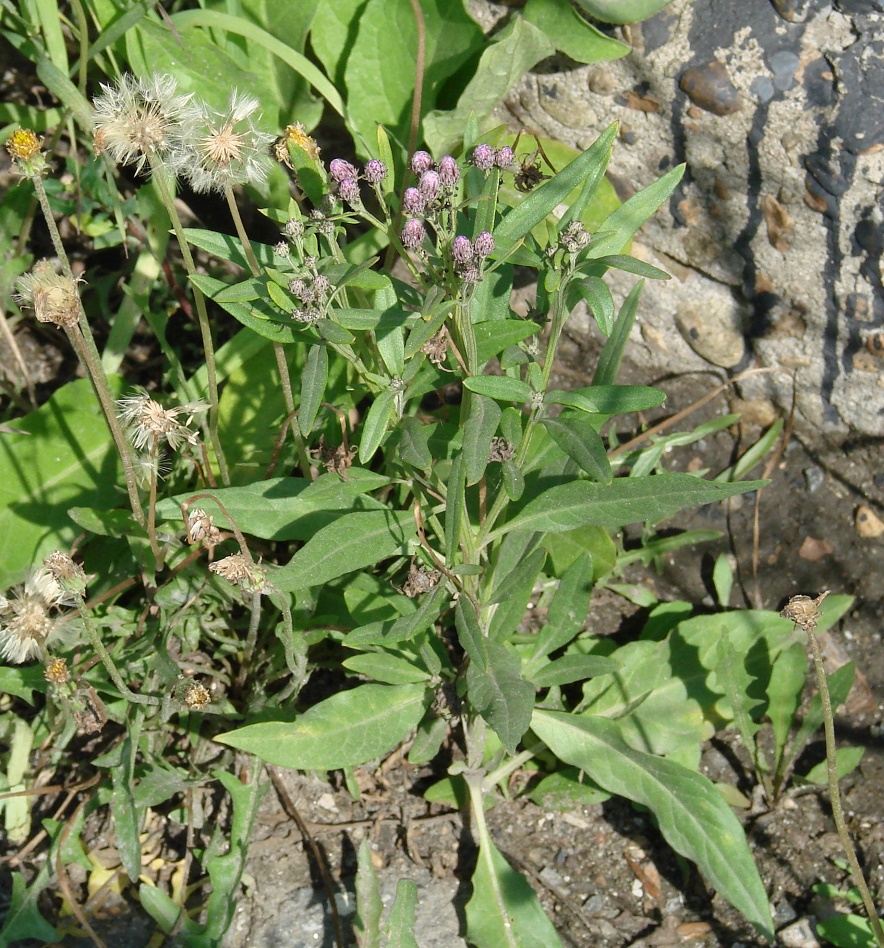 Image of Saussurea amara specimen.