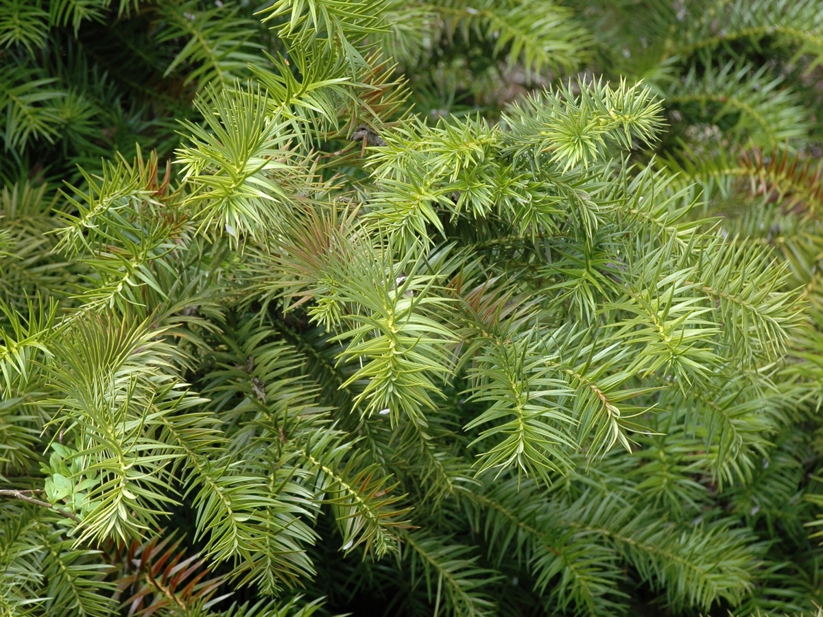 Image of Cunninghamia lanceolata specimen.