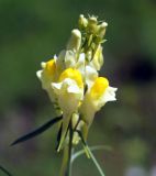 Linaria vulgaris. Соцветие. Амурская обл., Бурейский р-н, пос. Новобурейский, пустырь. 18.07.2016.