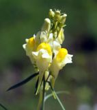 Linaria vulgaris