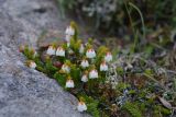 Harrimanella stelleriana