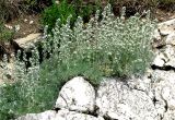 Artemisia caucasica