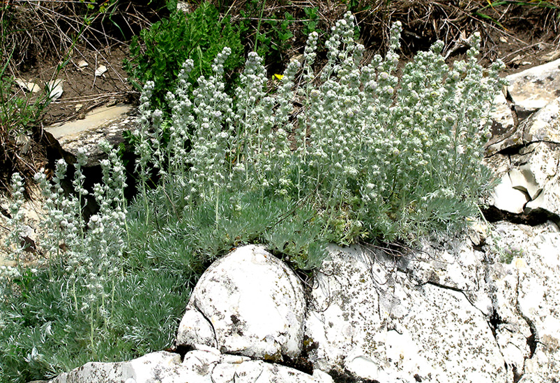 Изображение особи Artemisia caucasica.