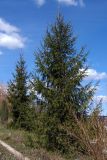 Picea abies. Взрослые деревья. Украина, г. Запорожье, о-в Хортица, территория Почётного консульства Болгарии, озеленение. 03.04.2016.