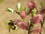 Salix krylovii