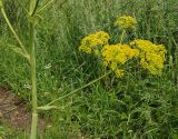 Ferula songarica. Цветущий пазушный побег. Восточный Казахстан, Кокпектинский р-н, 25 км в горы от с. Пантелеймоновка, сопка, ок. 1000 м н.у.м. 14.06.2016.