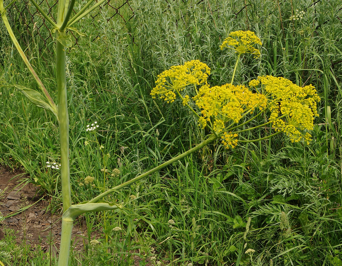 Изображение особи Ferula songarica.