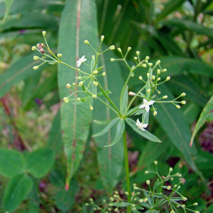 Изображение особи Galium uliginosum.