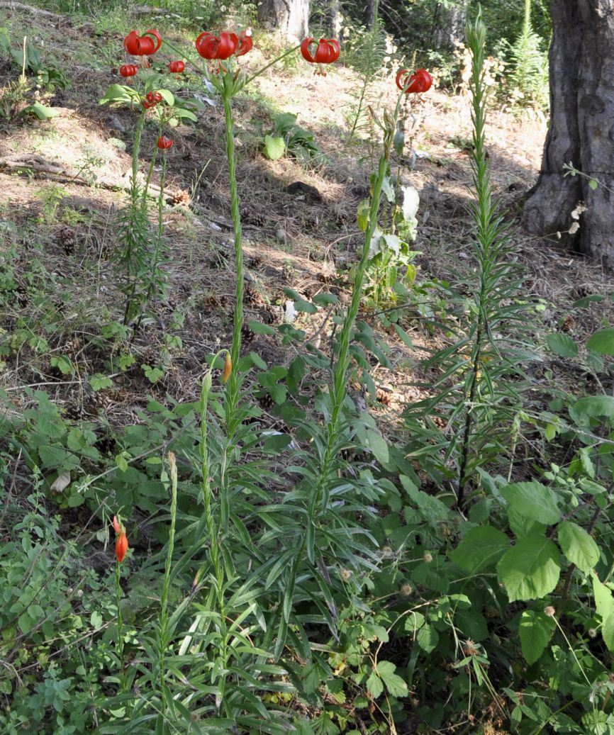 Изображение особи Lilium chalcedonicum.