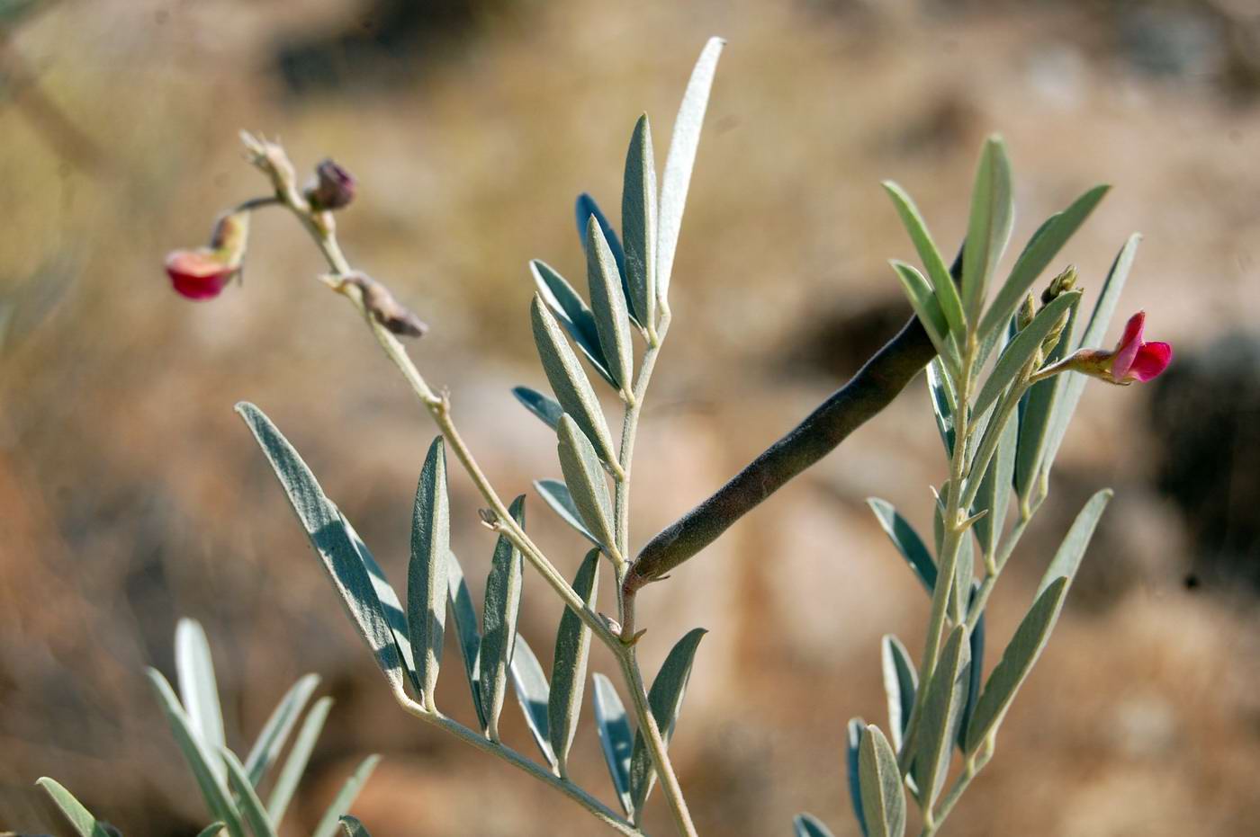 Изображение особи семейство Fabaceae.