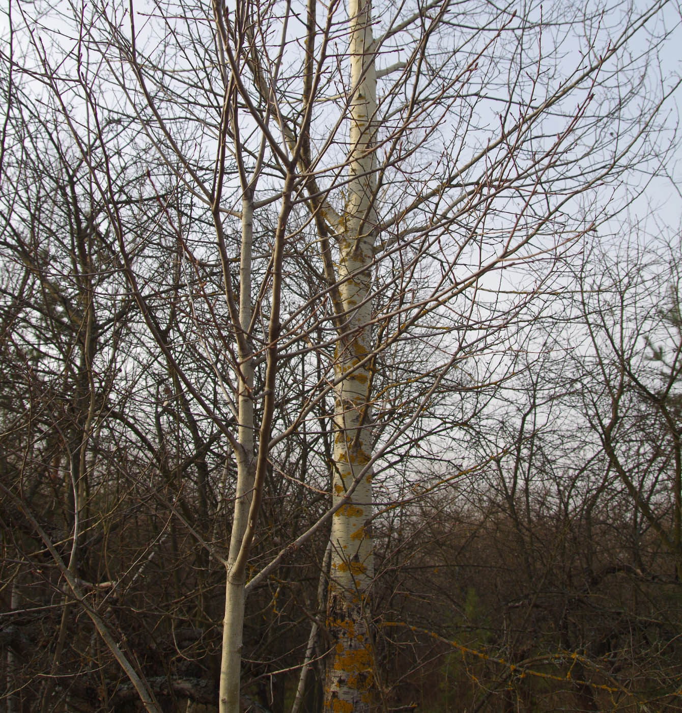 Image of Populus tremula specimen.