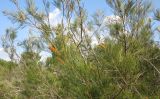 Grevillea hodgei