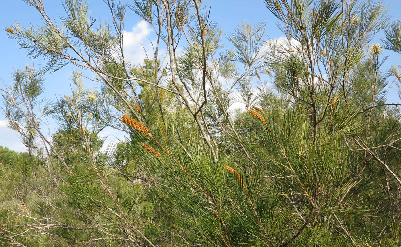 Image of Grevillea hodgei specimen.