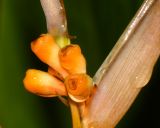 Heliconia psittacorum. Плоды. Таиланд, о-в Пхукет, курорт Ката, территория гостиницы, в культуре. 08.01.2017.