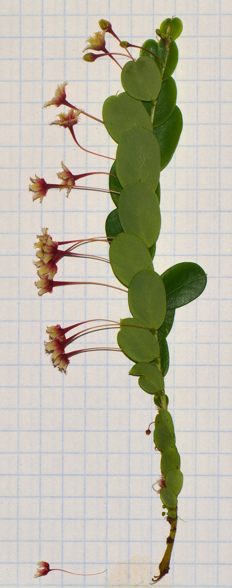 Изображение особи Phyllanthus pulcher.