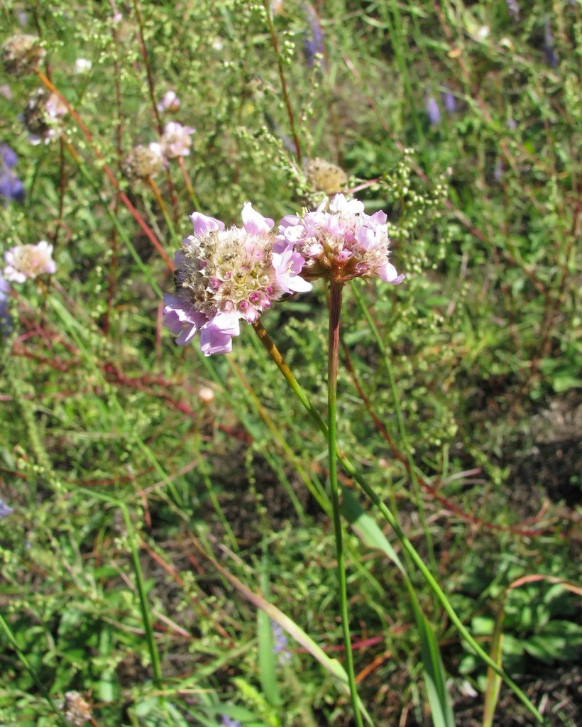 Image of Armeria vulgaris specimen.