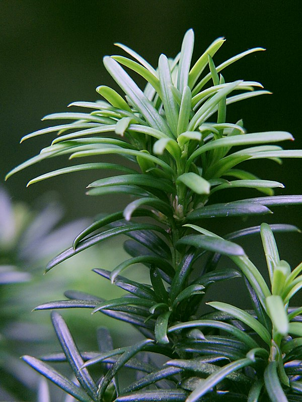 Изображение особи семейство Taxaceae.