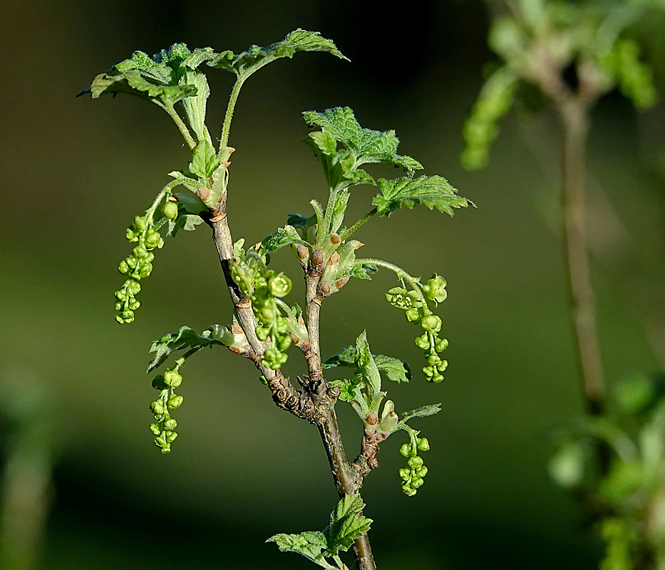 Изображение особи Ribes rubrum.