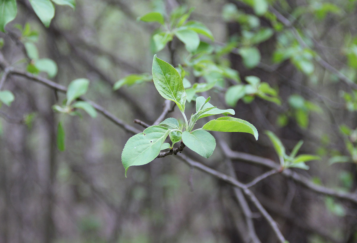 Изображение особи Malus sylvestris.