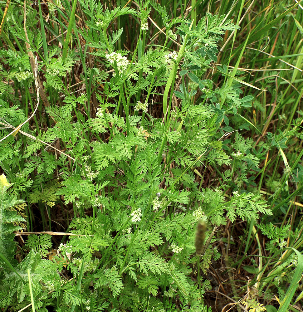 Image of Torilis nodosa specimen.