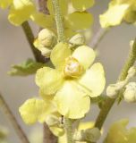 Verbascum banaticum