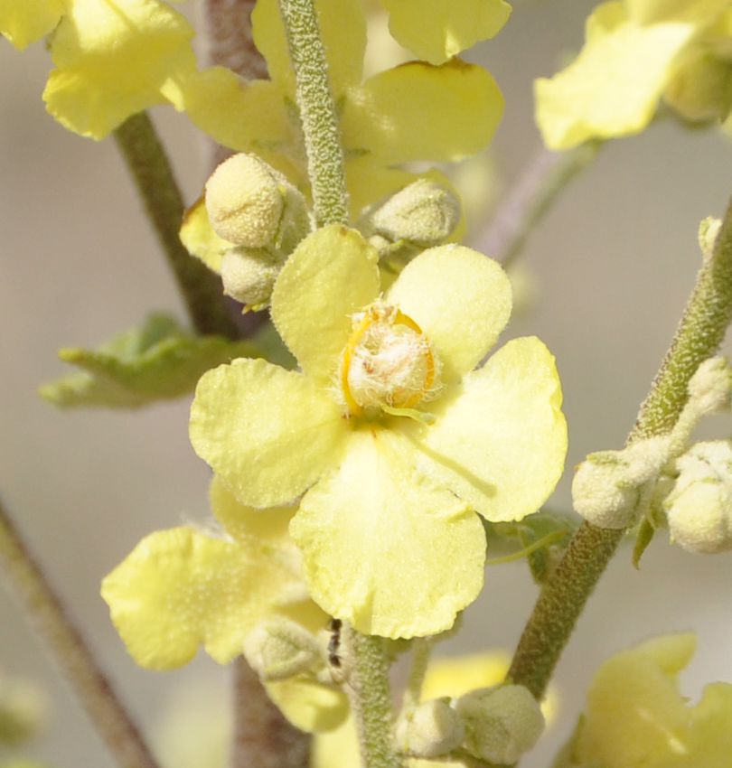 Изображение особи Verbascum banaticum.