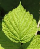 Rubus caesius. Конечный сегмент листа. Ростовская обл., Неклиновский р-н, Васильево-Ханжоновское с/п, в балке Гадючьей в лесопосадке. 30.05.2017.