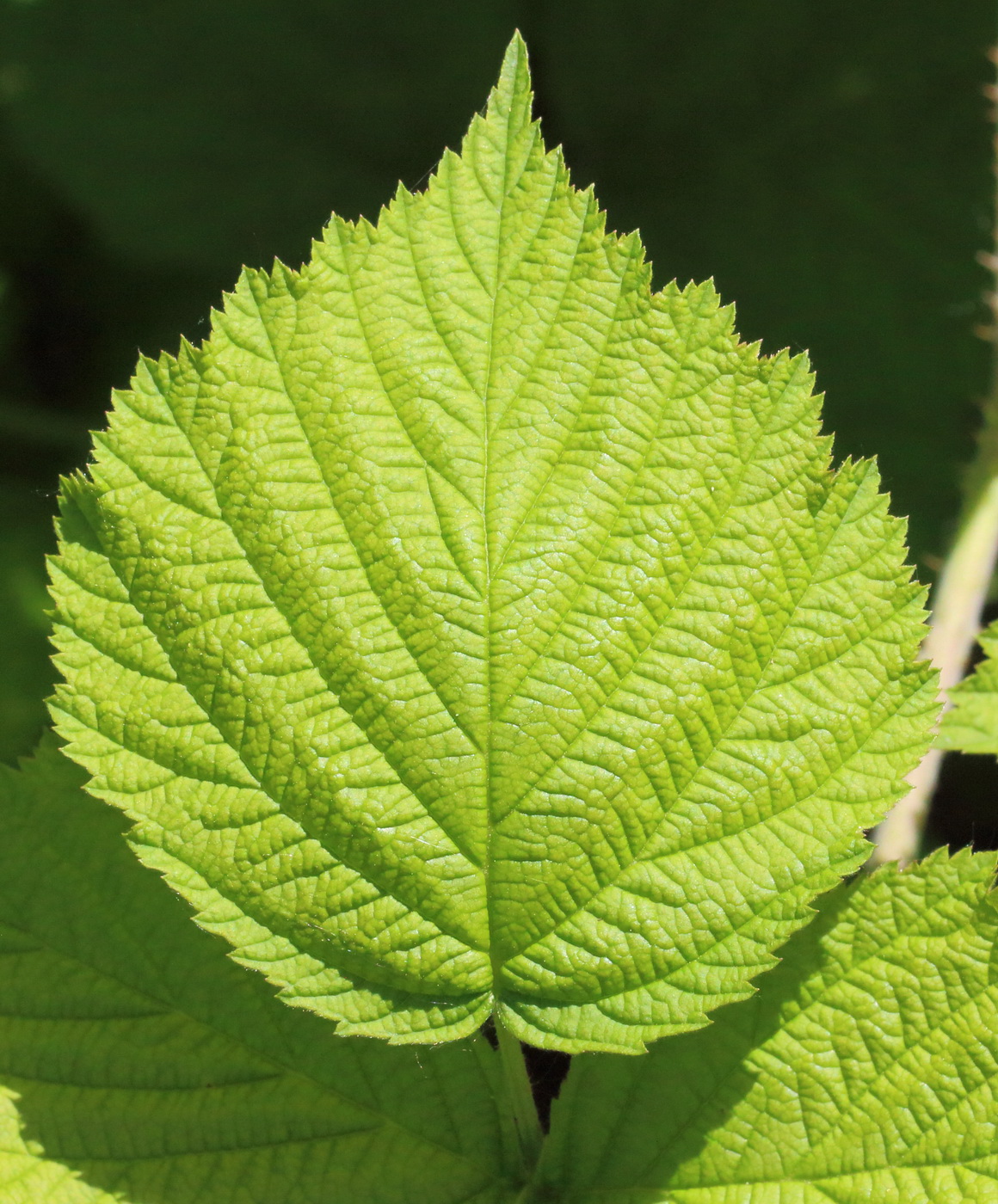 Изображение особи Rubus caesius.