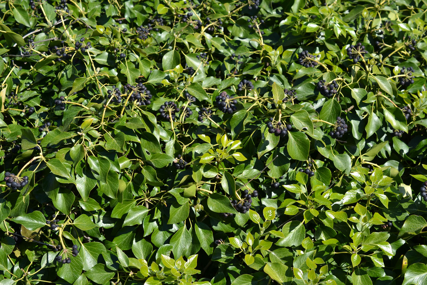 Image of Hedera helix specimen.