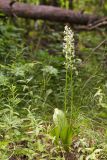 Platanthera bifolia