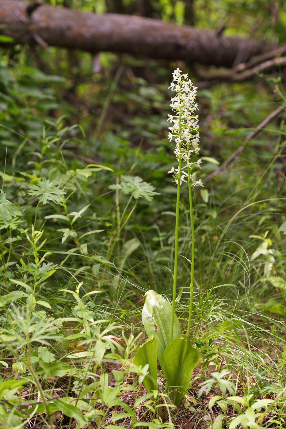 Изображение особи Platanthera bifolia.