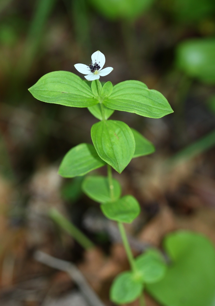 Изображение особи Chamaepericlymenum suecicum.