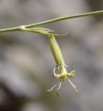 Silene radicosa