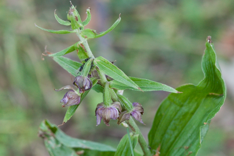 Image of Epipactis helleborine specimen.
