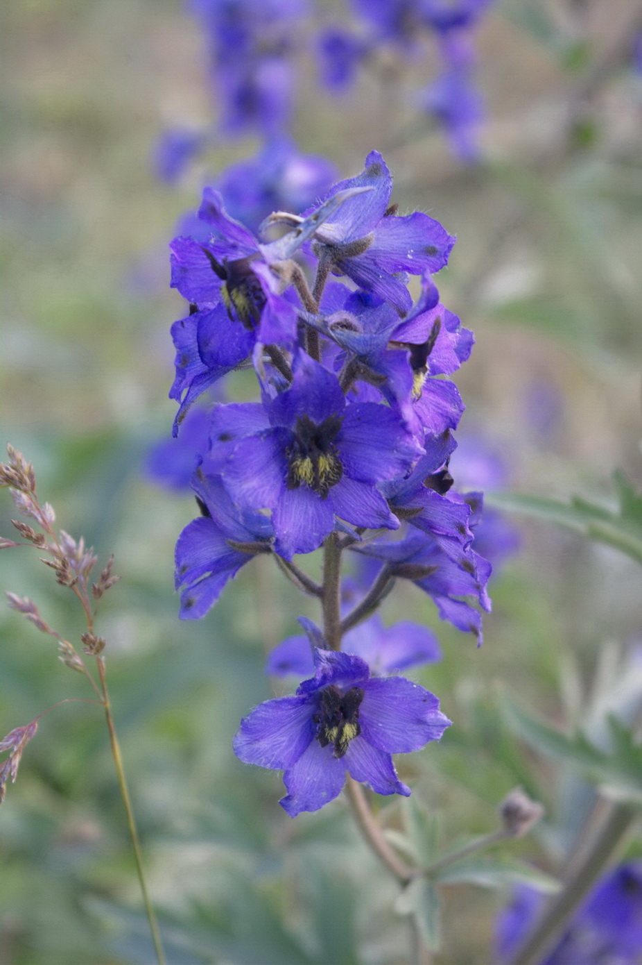 Изображение особи Delphinium arcuatum.