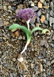 Allium akaka