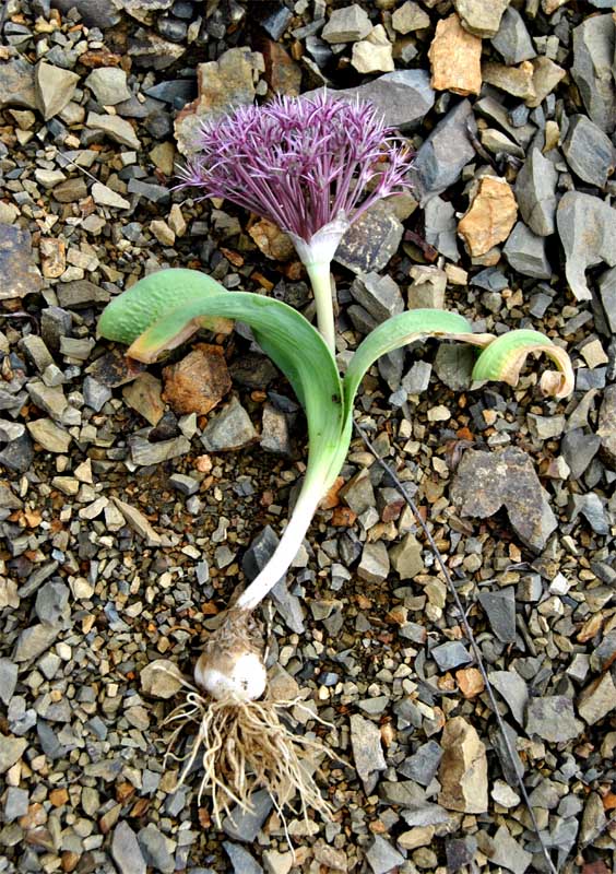 Image of Allium akaka specimen.