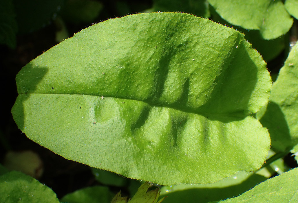 Image of Pulmonaria obscura specimen.