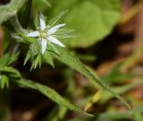 Minuartia decipiens. Побег с бутонами и цветком. Израиль, Нижняя Галилея, г. Верхний Назарет, ландшафтный парк, обочина дороги, среди камней. 27.03.2017.