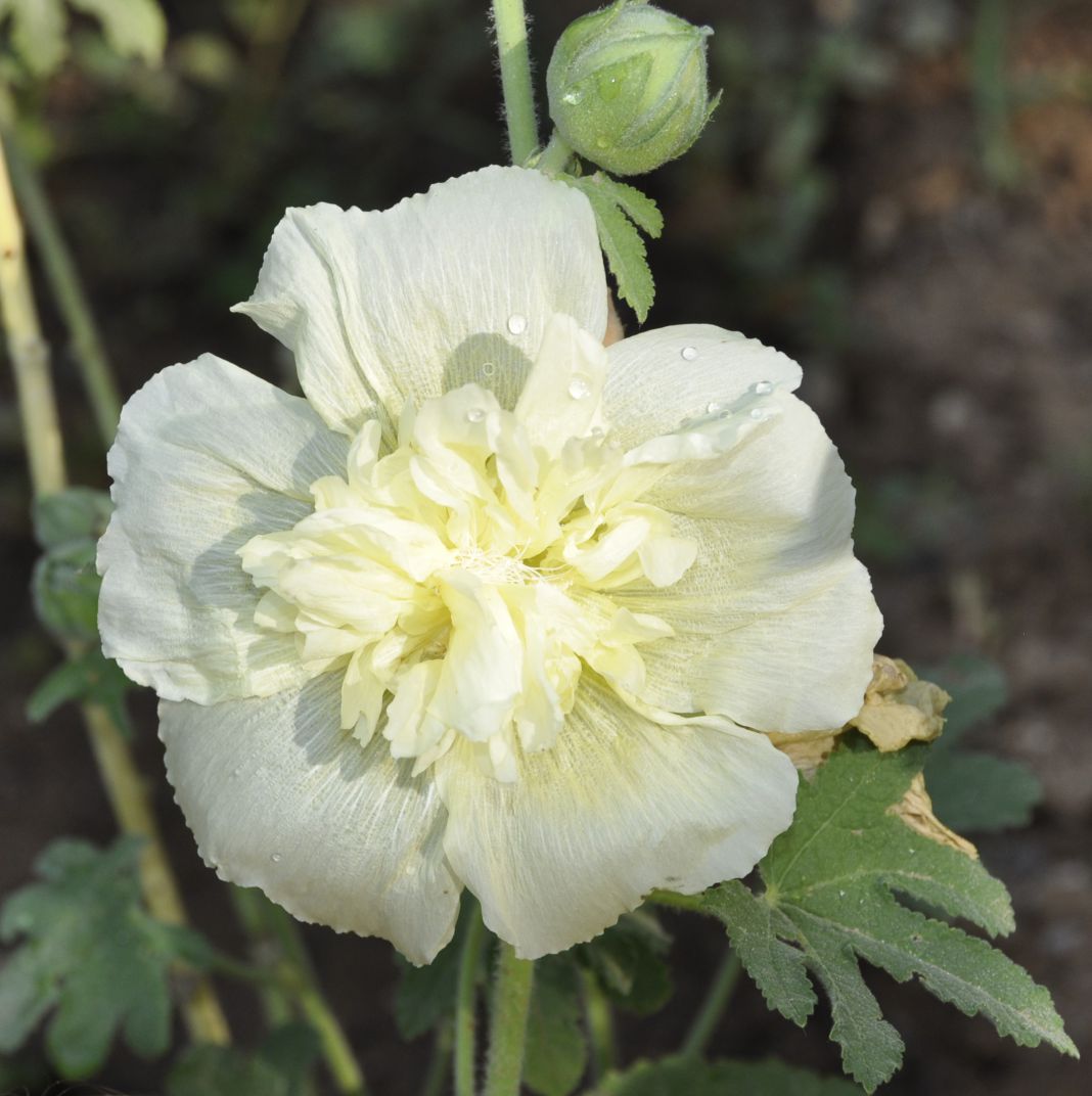Image of familia Malvaceae specimen.