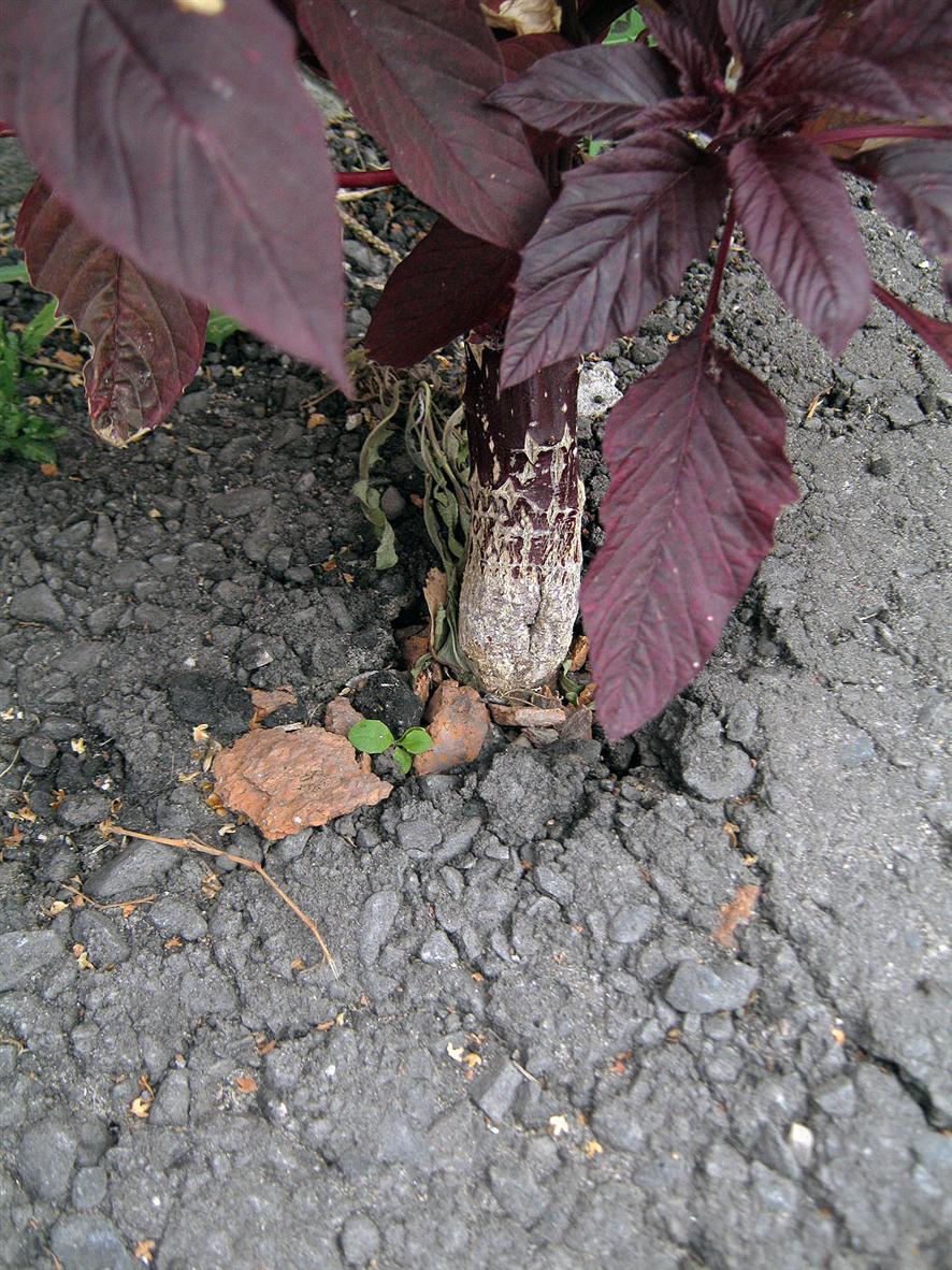 Изображение особи Amaranthus hypochondriacus.