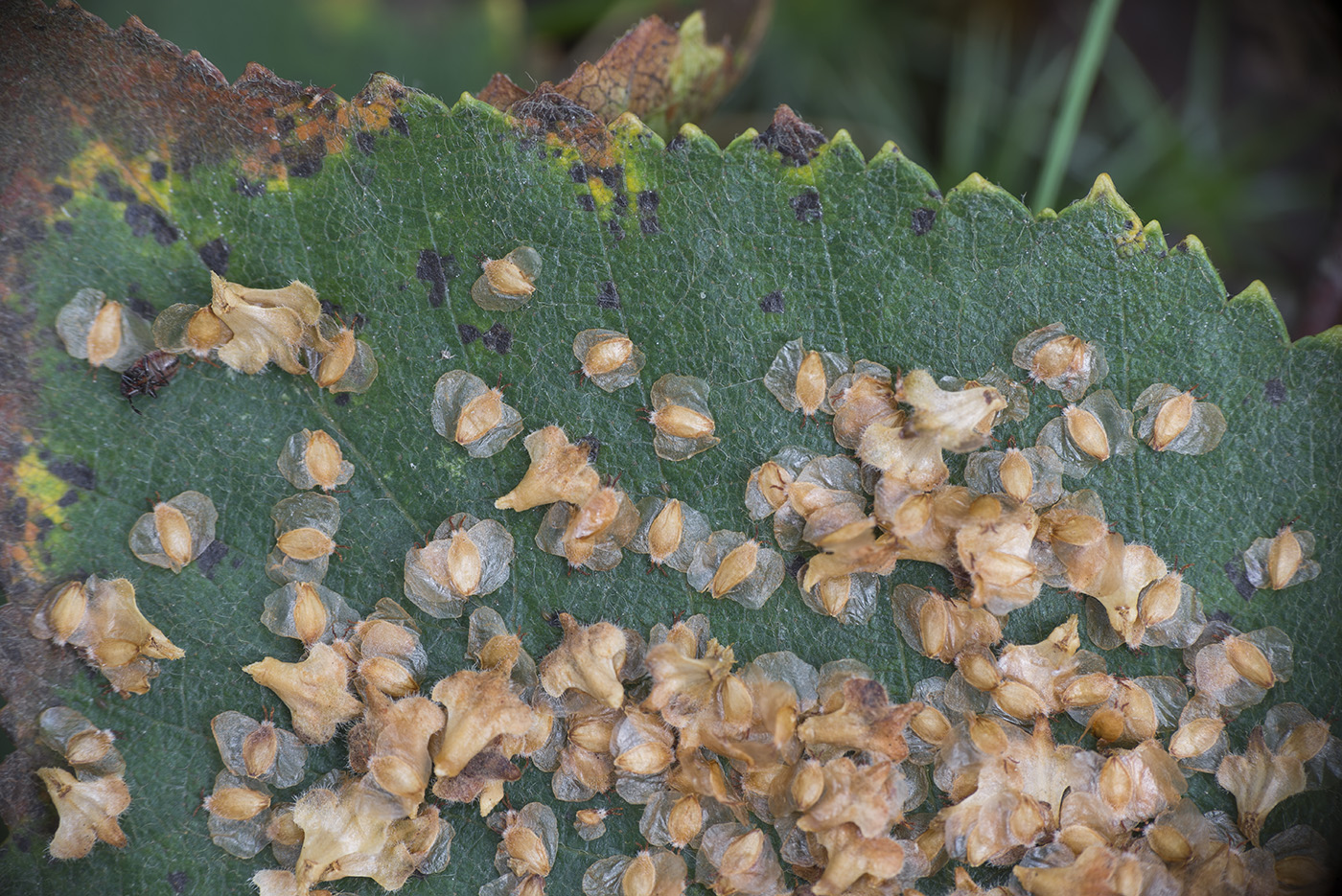 Image of Betula &times; aurata specimen.