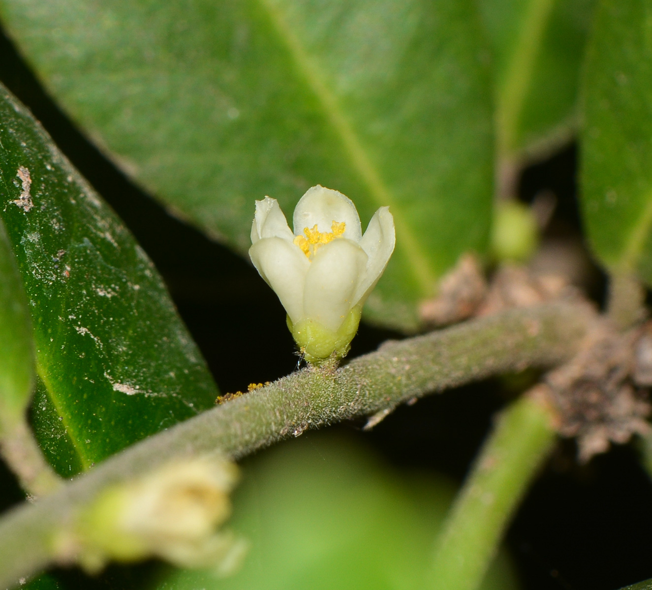 Изображение особи Atalantia buxifolia.